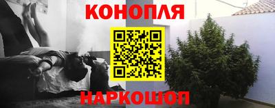 шишки Изобильный