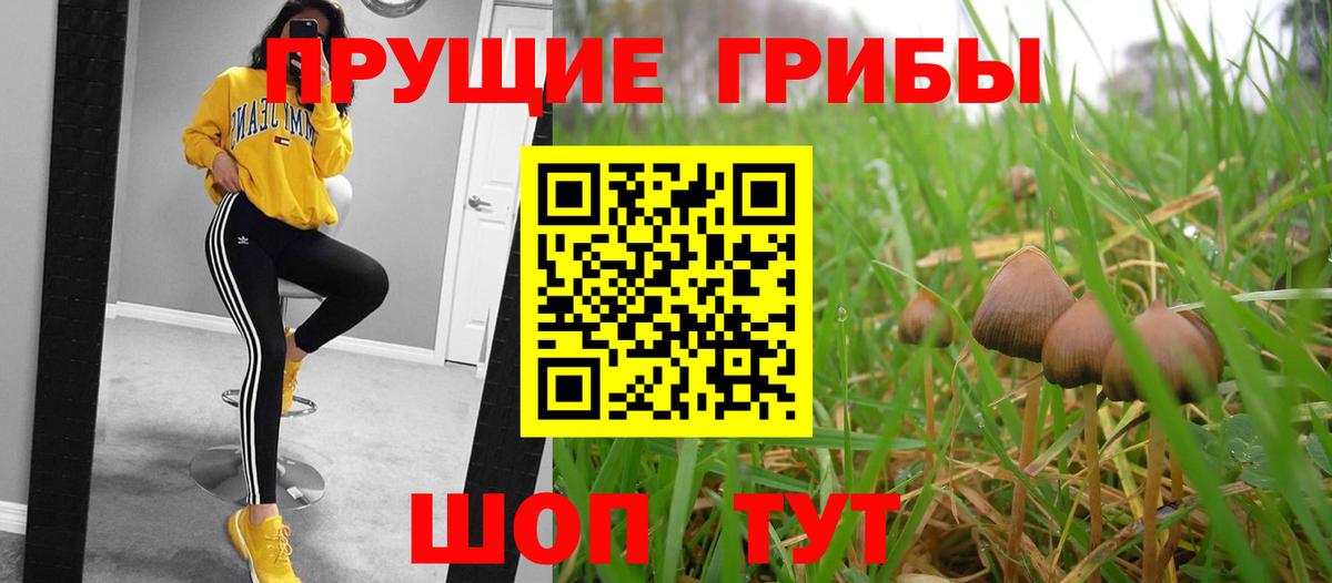 Псилоцибиновые грибы Cubensis Кыштым